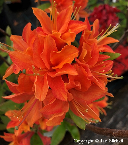Rhododendron Lights-Ryhm 'Mandarin Lights', revontuliatsalea